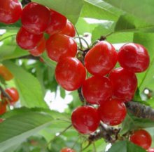 詳細写真1: テカミンマックス（Tecamin Max）【1.2kg】窒素7％-アミノ酸14％｜グルタミン酸・核酸系肥料｜バイオスティミュラント資材｜味の素株式会社
