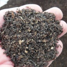 詳細写真1: 品質向上糖度上昇「東南アジア産海藻粉末（ホンダワラ）」【1.5kg】