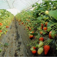 詳細写真2: [値下げ]硫酸マグネHOAGS特撰（水溶性苦土16％肥料）【20kg】