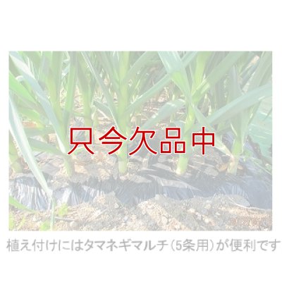 くまちゃんブランド種ニンニク