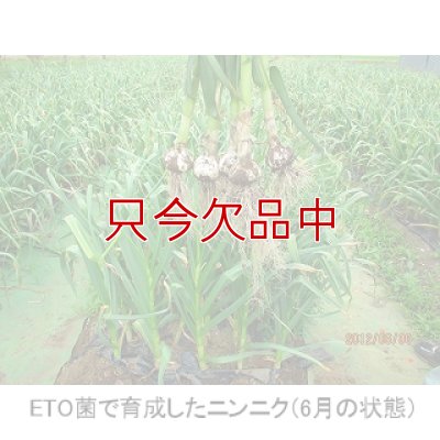 くまちゃんニンニク