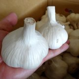 [予約受付中・2025年8月出荷品]《くまちゃんブランド》種ニンニク「福地ホワイト６片」【2Lサイズ・1kg入り】【食用可】【ほかの商品を混ぜず単独注文でお願いします】