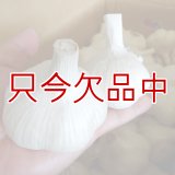 [予約受付中・2025年8月出荷品]《くまちゃんブランド》種ニンニク「福地ホワイト６片」【2Lサイズ・1kg入り】【食用可】【ほかの商品を混ぜず単独注文でお願いします】