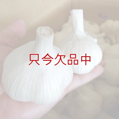 くまちゃんブランド種ニンニク