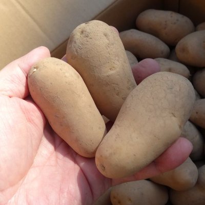 （馬鈴薯）種ジャガイモ【メークイン】