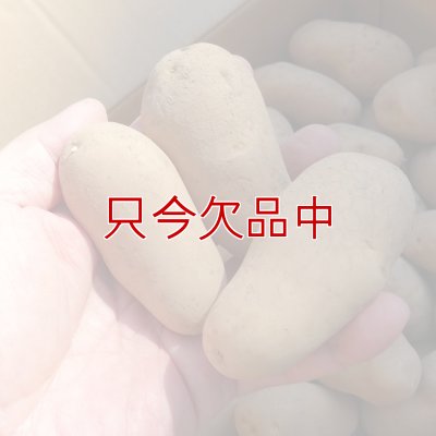 （馬鈴薯）種ジャガイモ【メークイン】