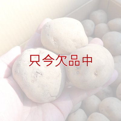 種ジャガイモ｜キタアカリ