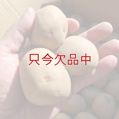 （馬鈴薯）種ジャガイモ【男爵薯】