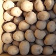 （馬鈴薯）種ジャガイモ【男爵薯】