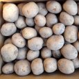 画像3: （馬鈴薯）種ジャガイモ【キタアカリ】【1kg】ダントツのビタミンC含有量 (3)