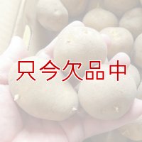 [完売・次回は2022年11月より予約開始します]（馬鈴薯）種ジャガイモ【トウヤ】【1kg】大粒で早生、育てやすい品種