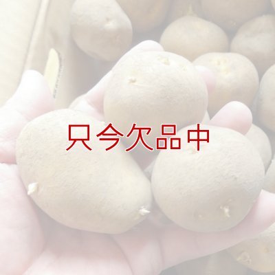 [2024年12月より予約開始します]（馬鈴薯）種ジャガイモ【トウヤ】【1kg】大粒で早生、育てやすい品種