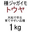 画像2: （馬鈴薯）種ジャガイモ【トウヤ】【1kg】大粒で早生、育てやすい品種 (2)