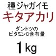 画像2: [予約受付中・発送は2026年1月以降]（馬鈴薯）種ジャガイモ【キタアカリ】【1kg】ダントツのビタミンC含有量※単独注文でお願いします。 (2)