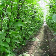 詳細写真3: 過燐酸石灰（可溶性リン酸17.5％）【20kg】即効性の実肥