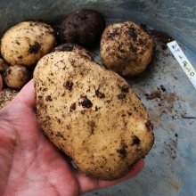 詳細写真2: 有機野菜の土《甘くて、美味しい野菜づくり》家庭園芸用培養土【14L】