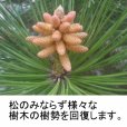 画像3: 樹勢回復・強力活性用低分子キトサン溶液【キュービ容器】【送料無料】 (3)