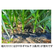 詳細写真3: [2024年8月出荷品][長野県産]マイルドエックス｜種子用大蒜｜臭いの残らない国産ニンニク【100g】【単独注文でお願いいたします】