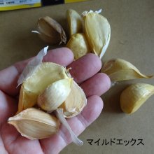 詳細写真2: [2024年8月出荷品][長野県産]マイルドエックス｜種子用大蒜｜臭いの残らない国産ニンニク【100g】【単独注文でお願いいたします】