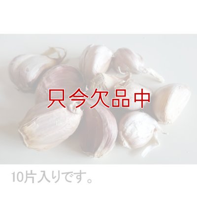 赤丸にんにく｜種子用大蒜｜りん片10球入