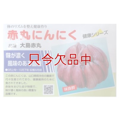 赤丸にんにく｜種子用大蒜｜りん片10球入