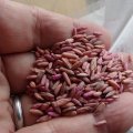 【牧草種子】ライ麦｜ハルミドリ【極早生種】【飼料作物用】【20kg】カネコ種苗製