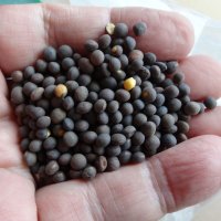 【緑肥・牧草種子】ヘアリーベッチまめっこ【20kg】マメ科｜窒素固定｜硬盤破砕｜敷藁｜防風｜刈り取り不要｜カネコ種苗製