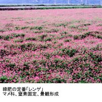 【緑肥種子】レンゲ【1kg】マメ科【緑肥用】【窒素固定】【景観形成】カネコ種苗製