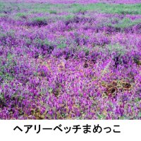 【緑肥・牧草種子】ヘアリーベッチまめっこ【1kg】マメ科｜窒素固定｜硬盤破砕｜敷藁｜防風｜刈り取り不要｜カネコ種苗製