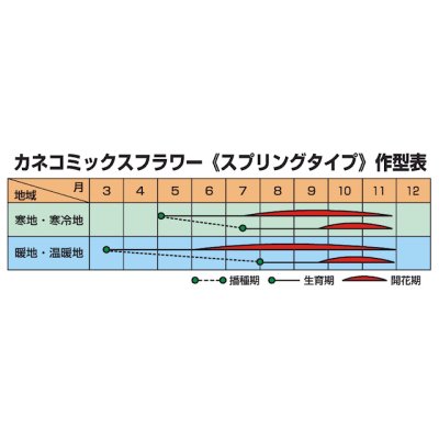 カネコミックスフラワー《スプリングタイプ７》