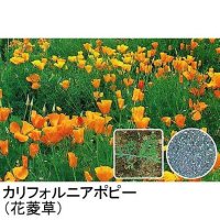 【景観用】カリフォルニアポピー《ハナビシソウ》草丈40cm【500g】カネコ種苗ワイルドフラワー