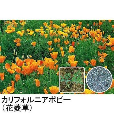 カリフォルニアポピー《ハナビシソウ》
