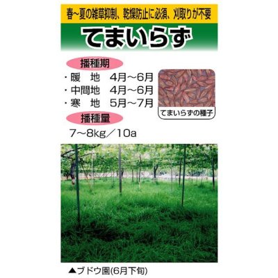 てまいらず|リビングマルチ用 大麦