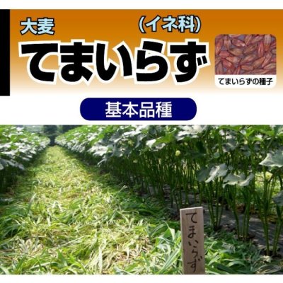 てまいらず|リビングマルチ用 大麦