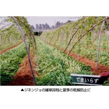 詳細写真2: 【緑肥用種子】てまいらず（E）｜リビングマルチ用 六条大麦｜イネ科【1kg】カネコ種苗製