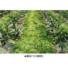 詳細写真1: 【緑肥用種子】てまいらず（E）｜リビングマルチ用 六条大麦｜イネ科【1kg】カネコ種苗製