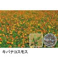 画像3: 【景観用種子】コスモス｜優良品種｜秋桜【500g入り/500平方ｍ用】 (3)