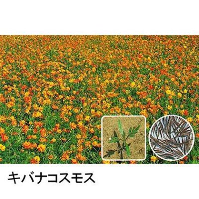 画像3: 【景観用種子】コスモス｜優良品種｜秋桜【500g入り/500平方ｍ用】