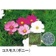 画像2: 【景観用種子】コスモス｜優良品種｜秋桜【500g入り/500平方ｍ用】 (2)