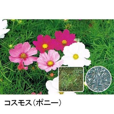 画像2: 【景観用種子】コスモス｜優良品種｜秋桜【500g入り/500平方ｍ用】