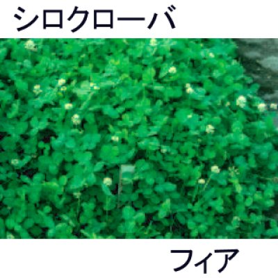 シロクローバ フィア