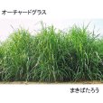 オーチャードグラス｜まきばたろう