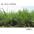 オーチャードグラス トヨミドリ