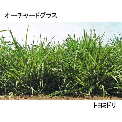 オーチャードグラス トヨミドリ