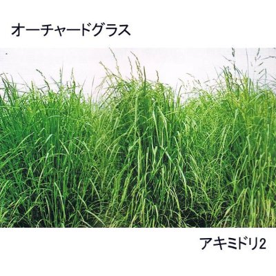 画像6: 【牧草種子】オーチャードグラス｜アキミドリ2（極早生種）｜耐寒性。耐暑性あり【1kg】嗜好性の高い人気の多年生牧草｜カネコ種苗製