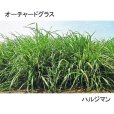 オーチャードグラス｜ハルジマン
