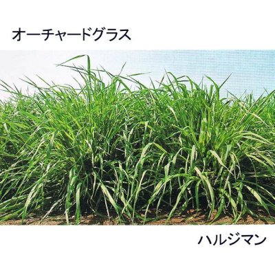 オーチャードグラス｜ハルジマン