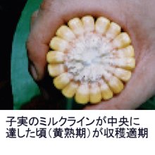 詳細写真1: 【2024年６月の出荷・新品種・牧草種子】サイレージコーン｜飼料用トウモロコシ（中生種）｜NS129スーパー[RM129] 3500粒/約500平方ｍ分｜中生ならではの大型草姿｜カネコ種苗製