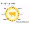 ゴールドデント｜KD731 [RM123]