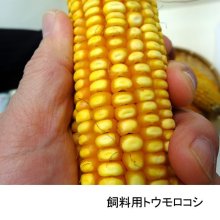 詳細写真3: [新発売]【牧草種子】ゴールドデント｜KD125ガプロン [RM125] 3500粒/約500平方ｍ分｜大きな雌穂で耐倒伏性に優れる｜カネコ種苗